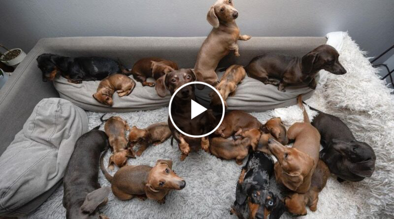 Funny Mini Dachshund dogs world,Breeding And Living with Dachshund | Funny wiener dogs Videos