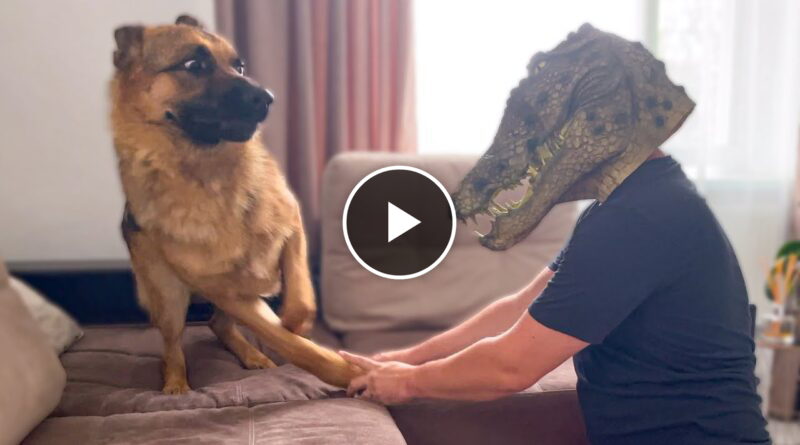 German Shepherd Pranked By Crocodile Mask!
