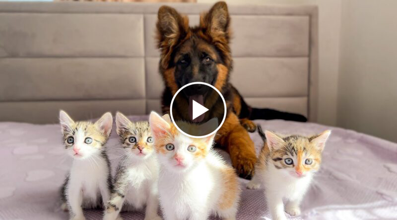 German Shepherd Puppy Confused by Tiny Kittens