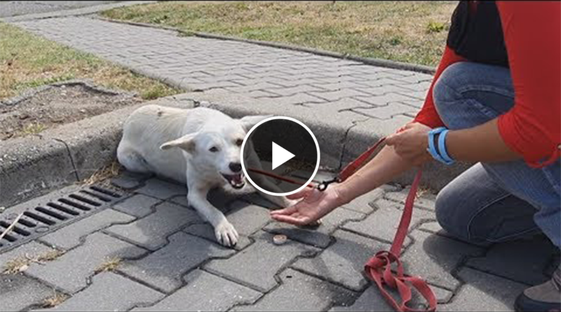 Homeless Dog Keeps Following People On The Street For A Heartbreaking Reason