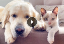 How a Golden Retriever and a Kitten Became Best Friends Compilation
