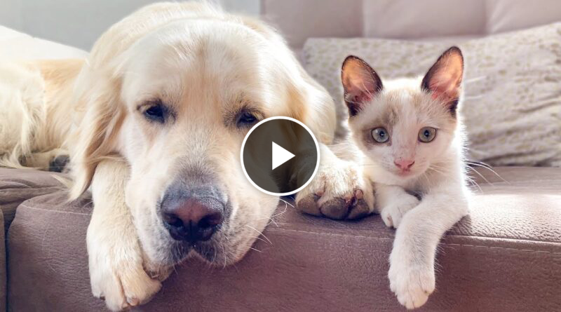 How a Golden Retriever and a Kitten Became Best Friends Compilation