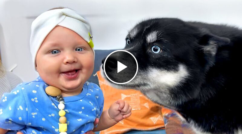My Dog is Falling in Love With a Baby! Huskies and Cats See a Baby For the First Time