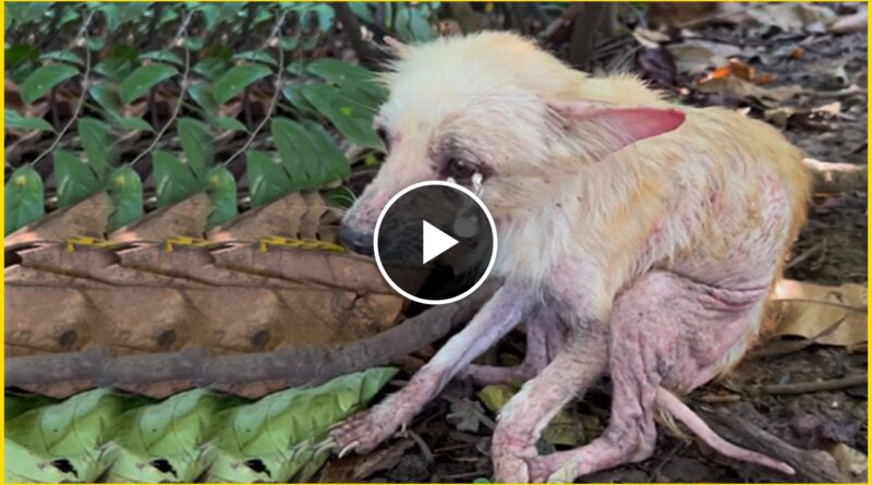 She used her last strength to ask for help in the forest, praying for a miracle.