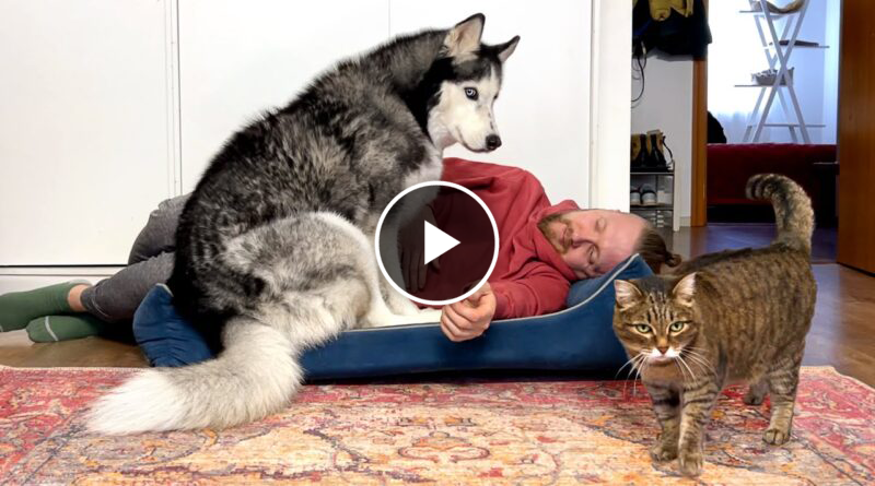 Stealing My Dog’s Bed | Funny Husky Reaction