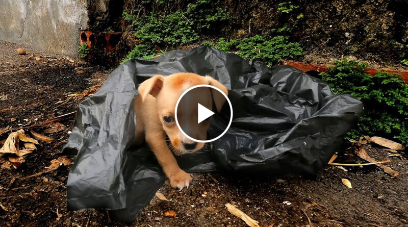 Tearful stray puppy wandering alone on roadside , Abandoned puppy is full of joy when adopted