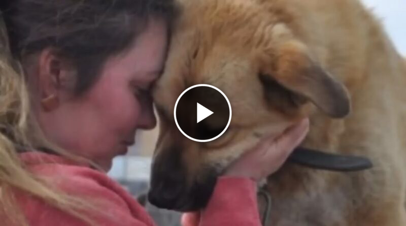 The girl came to the shelter and chose the ugliest dog, which everyone refused!