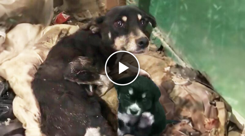 The puppy ran after me and begged me to help his exhausted and disabled mom