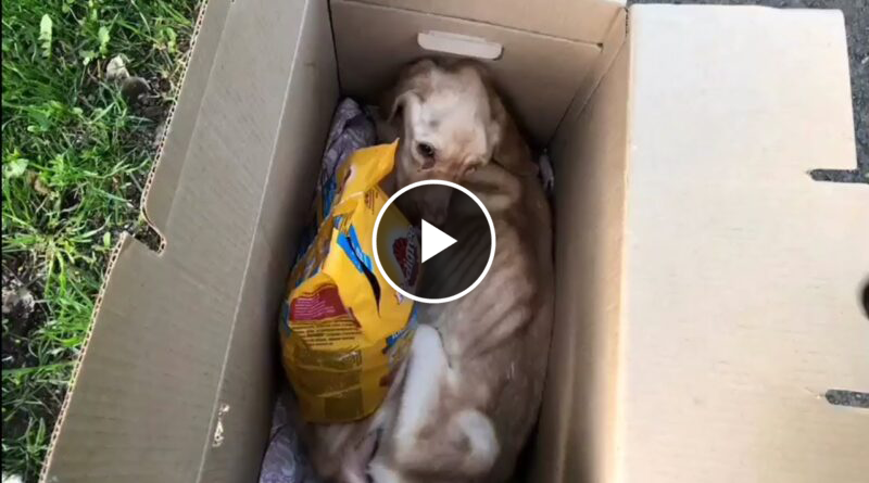 Thrown In A Trash By Its Owner And Injured, Can’t Feed Herself Until It’s Weakened