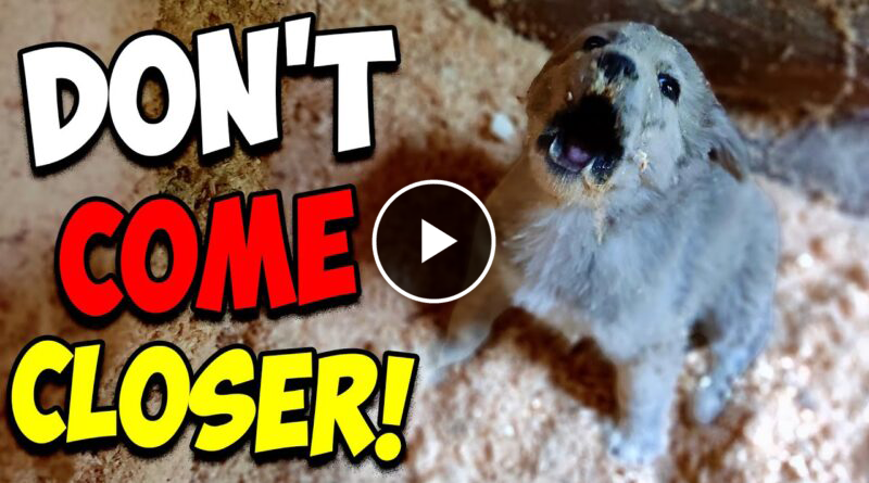 We Rescued a Screaming Puppy