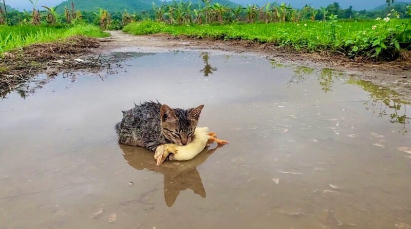 Why is the poor cat lying hugging the duck by the puddle