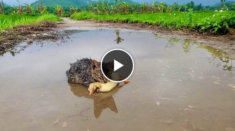 Why is the poor cat lying hugging the duck by the puddle