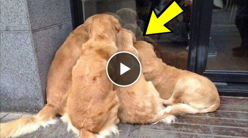 You’ll be uncertain in smiles when you find out what caught the attention of these four retrievers!