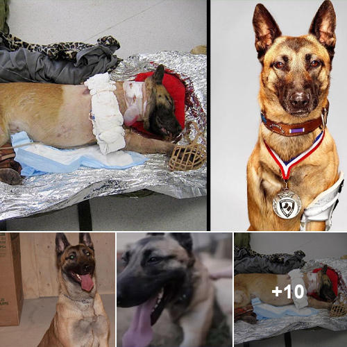 A Soldier’s Heartwarming Tale: Adopting the Heroic Military Dog that Saved His Life