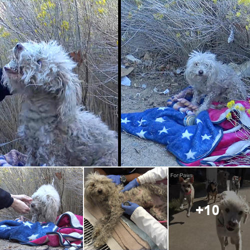 Injured Poodle Clings to Survival, Delivering Bites to Unfazed Rescuer