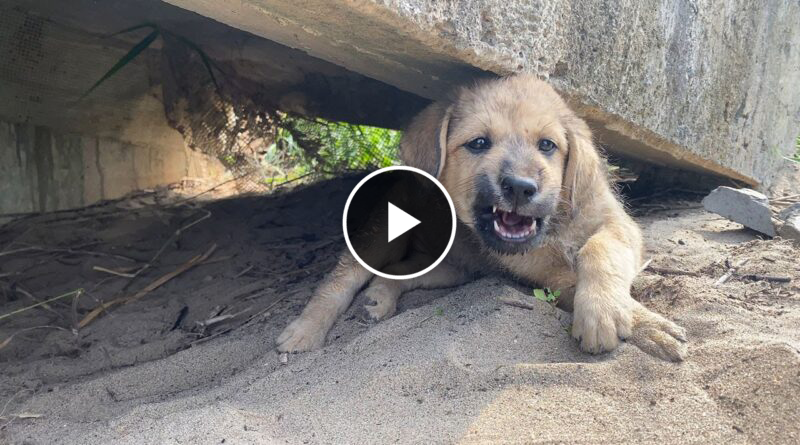 A puppy was screaming in pain until this happened