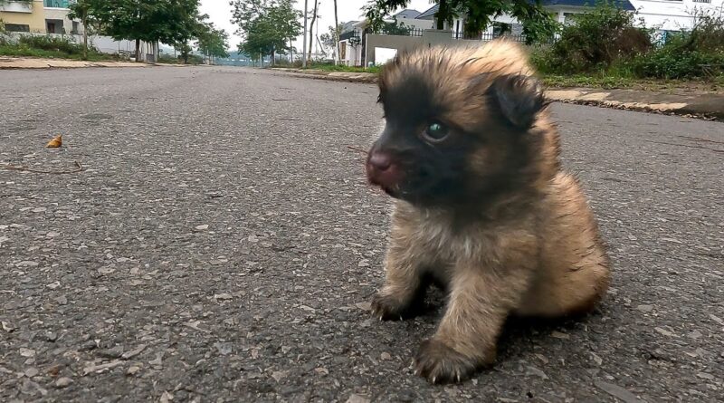 Abandoned 3 week old tiny puppy eating food on the street , I adopted him