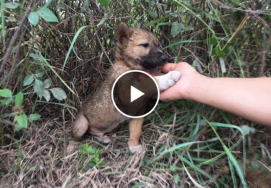 Abandoned dog becomes the happiest dog after being rescued