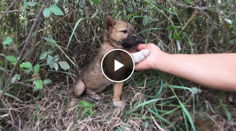 Abandoned dog becomes the happiest dog after being rescued