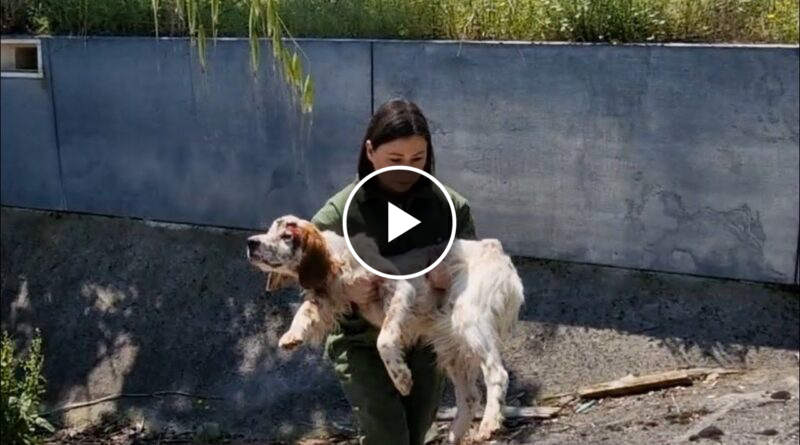 Abandoned dog found in the bottom of an empty pool, injured and unable to save himself.