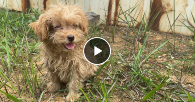 Abandoned little dog becomes the happiest dog after being rescued Abandoned little dog becomes the happiest dog after being rescued