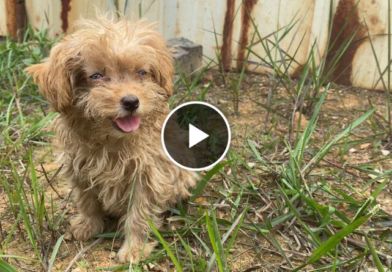 Abandoned little dog becomes the happiest dog after being rescued