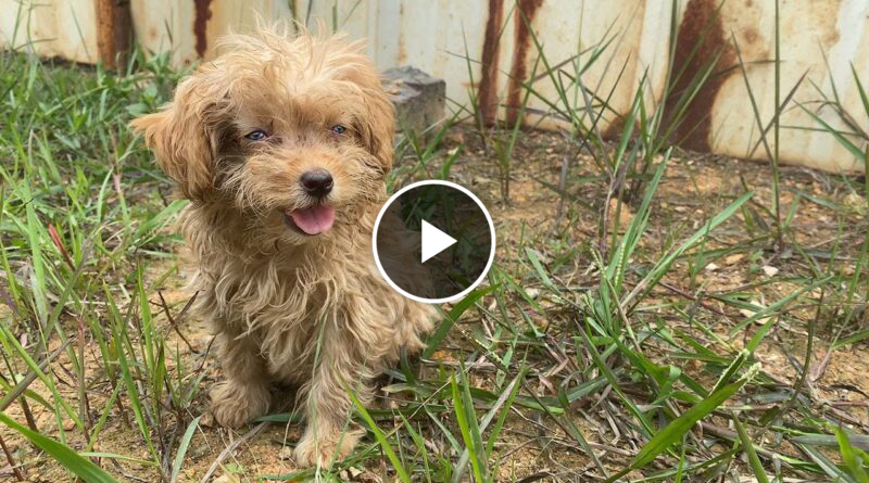 Abandoned little dog becomes the happiest dog after being rescued