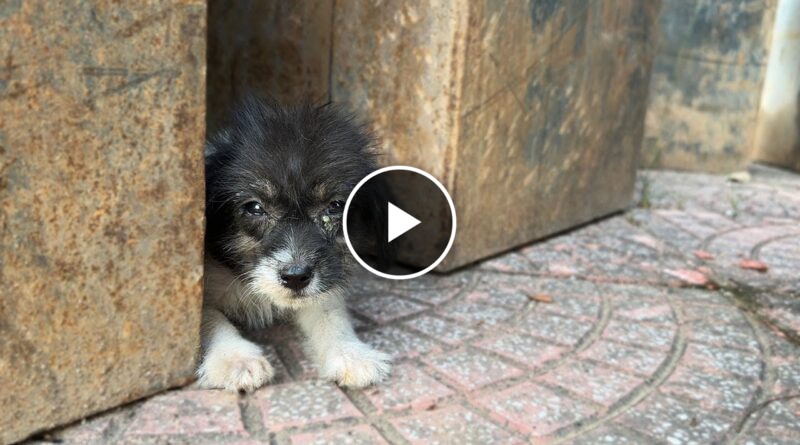 Abandoned puppy peeking outside in the crevices of the roadside iron block