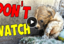 Abandoned Puppy was Thrown in the Dumpster and Struggling to Survive Until This Happened