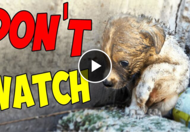 Abandoned Puppy was Thrown in the Dumpster and Struggling to Survive Until This Happened