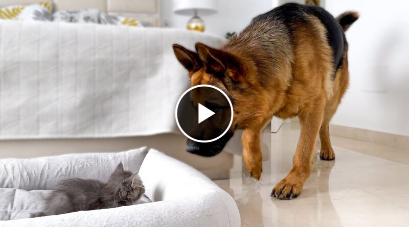 German Shepherd Shocked by a Kitten occupying his bed