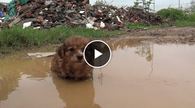 I Found Tiny Puppy in the Middle of Nowhere, Wet Puppy Lying on the Water and We Couldn’t Pass by