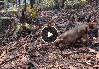 I rescued an abandoned dog on the edge of a mountain that was stuck on a leash on a rotting tree