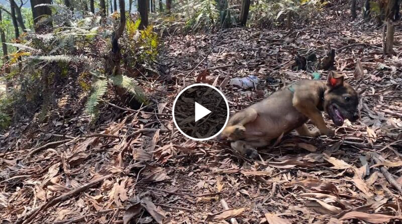 I rescued an abandoned dog on the edge of a mountain that was stuck on a leash on a rotting tree