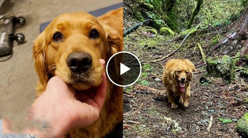 Lucy Had Given Up On Life…Until She Met The Pack