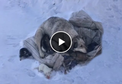 Mother Dog Cries and Begs to Get Rid After Giving Birth 10 Puppies In Cold Snow