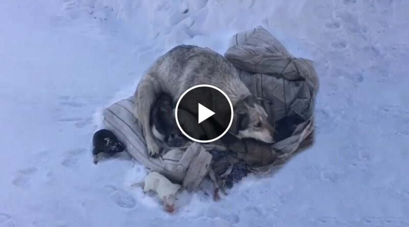 Mother Dog Cries and Begs to Get Rid After Giving Birth 10 Puppies In Cold Snow