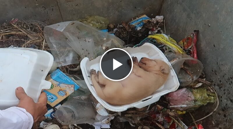 Poor newborn dog abandoned in the trash.