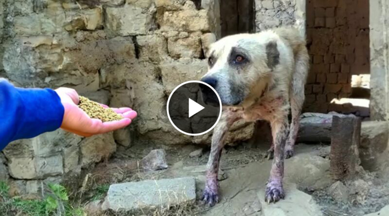 Scabies dog didn’t believe he would be treated well after being chased away