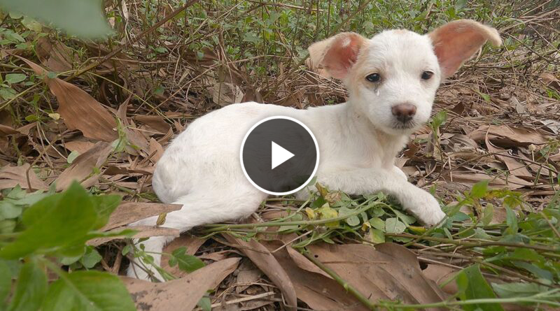 Story Rescue of a Scared Abandoned Puppy with a Broken Heart