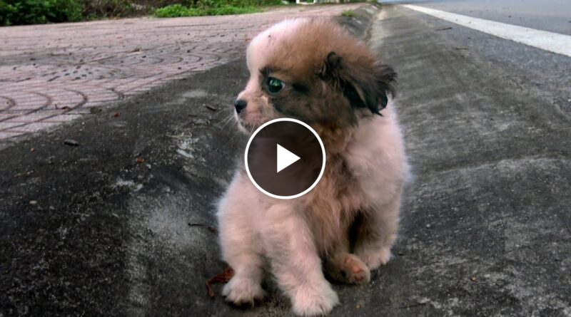 The poor puppy was abandoned, looking for food on the street adopted by clumsy woman