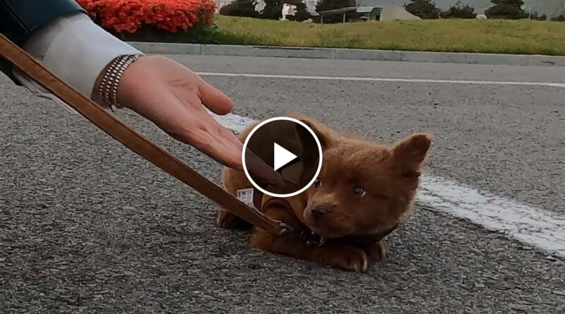 The process of an abandoned dog who was extremely afraid of people opening up his heart