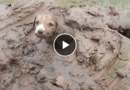 the puppy was stuck in the swamp by the river dog baby help