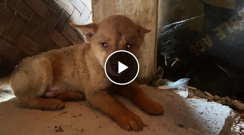 The story Rescuing the abandoned puppy in an abandoned house is very scared with a broken heart