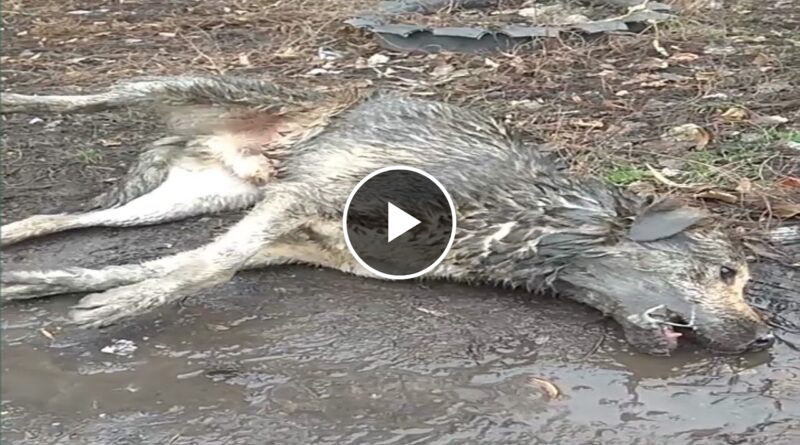 This little Dog almost lost his life from the poison and a miracle happened to him