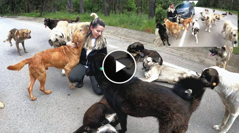 To get out of the car on this road surrounded by dogs, you must have a pure heart, not courage.