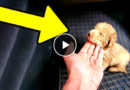 We Rescued The Tiniest Puppy Ever