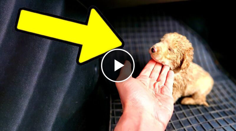We Rescued The Tiniest Puppy Ever