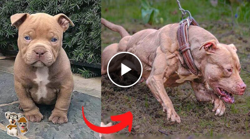 Dogs Grow Up | Cute Baby AnimalsTransformation | I’m a Big Kid